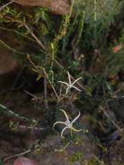 Wahlenbergia nodosa