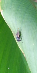 Diptera
