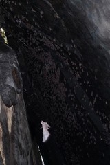 Coleura afra