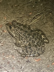 Pelophylax ridibundus