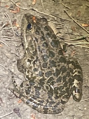 Pelophylax ridibundus