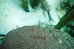 Coryphopterus dicrus