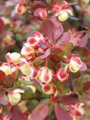 Berberis thunbergii