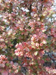 Berberis thunbergii