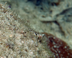 Coryphopterus dicrus