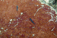 Elacatinus lobeli