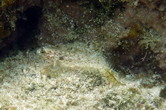 Coryphopterus dicrus