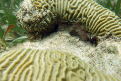 Coryphopterus dicrus