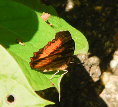 Eurytela
