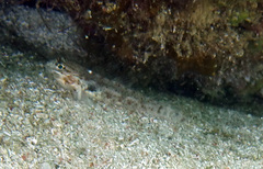 Coryphopterus dicrus