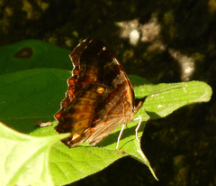 Eurytela