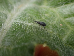 Ceratapion gibbirostre