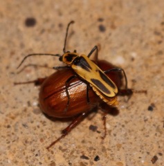 Chauliognathus scutellaris