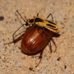 Chauliognathus scutellaris