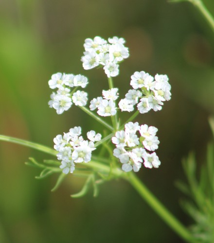 Bifora americana