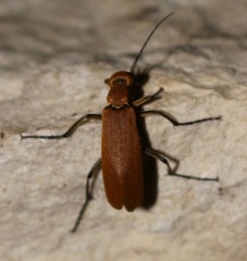 Epicauta immaculata