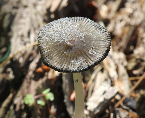 Coprinopsis jonesii image