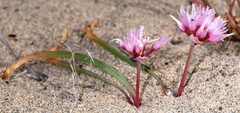 Allium robinsonii