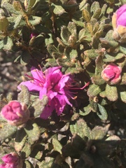 Rhododendron setosum