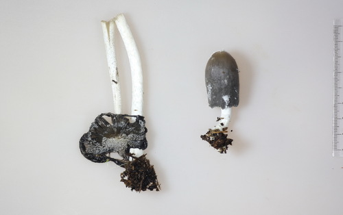 Coprinopsis jonesii image