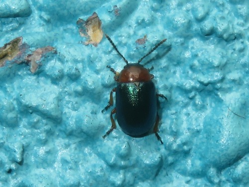 Knotweed Leaf Beetle, Leidschendam, Nederland, photo 9 of 10