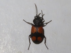 Panagaeus cruxmajor