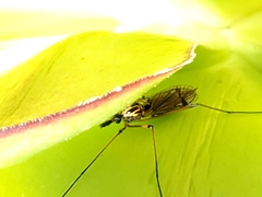 Hesperotipula