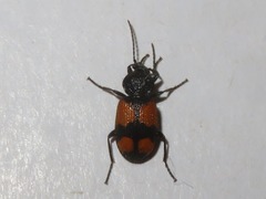 Panagaeus cruxmajor