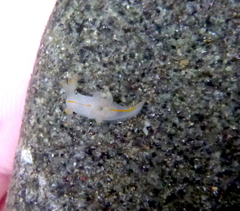 Ancula gibbosa