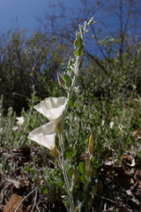 Calystegia malacophylla pedicellata