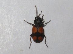 Panagaeus cruxmajor