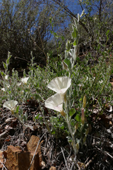 Calystegia malacophylla pedicellata