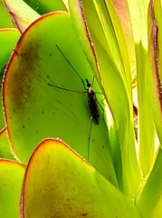 Hesperotipula