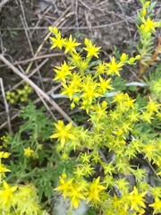 Sedum mexicanum