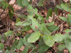 Rhus standleyi