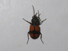 Panagaeus cruxmajor