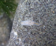 Ancula gibbosa