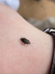 Deraeocoris sayi
