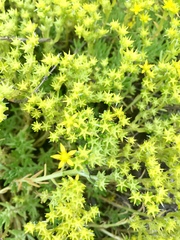 Sedum mexicanum