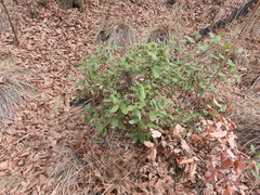 Rhus standleyi