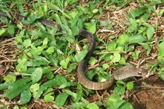 Dendrophidion dendrophis