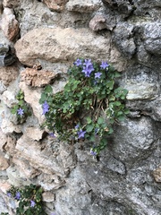 Campanula isophylla