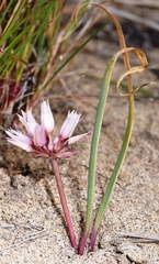 Allium robinsonii