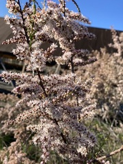 Tamarix