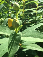 Adenosepalum