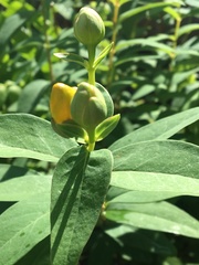 Adenosepalum