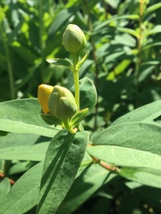 Adenosepalum