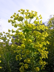 Euphorbia