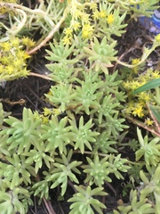 Sedum mexicanum