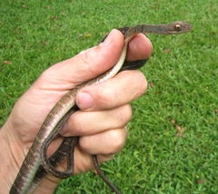 Dendrophidion dendrophis